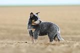 BOUVIER AUSTRALIEN 252